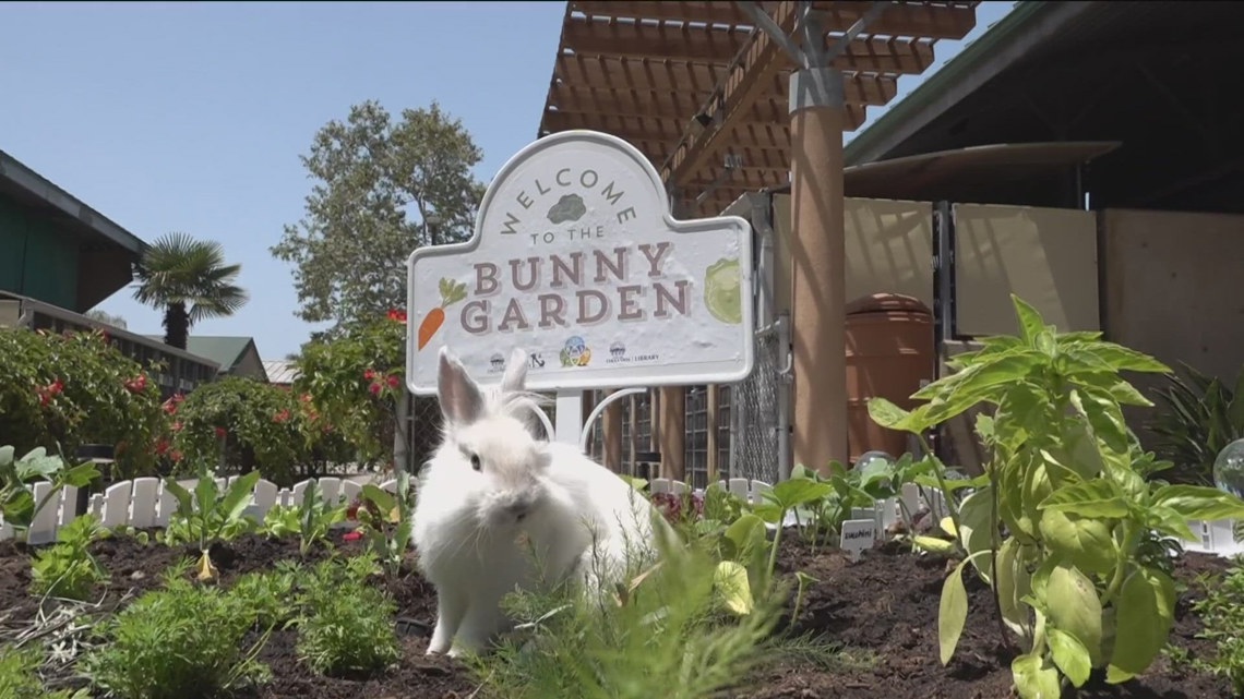 Chula Vista Animal Center creates 'Bunny Garden' to help ease shelter ...