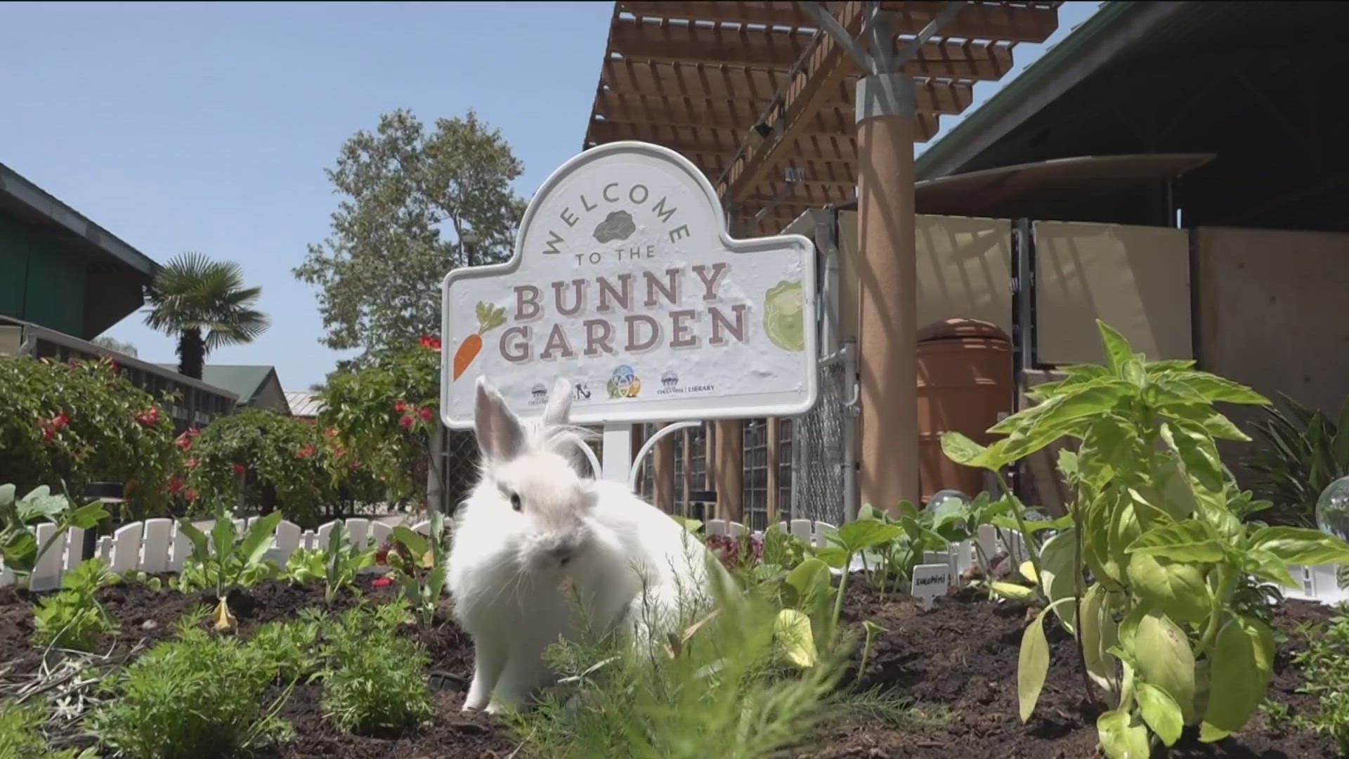 From their healthy diet, floppy ears, curious little nose and cotton tail, the bunny is one of the best pets. Several are up for adoption.