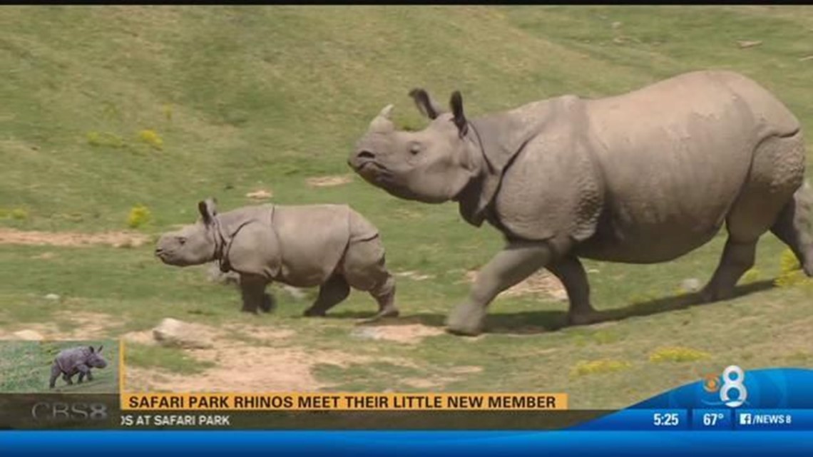 Safari Park rhinos meet their little new member | cbs8.com