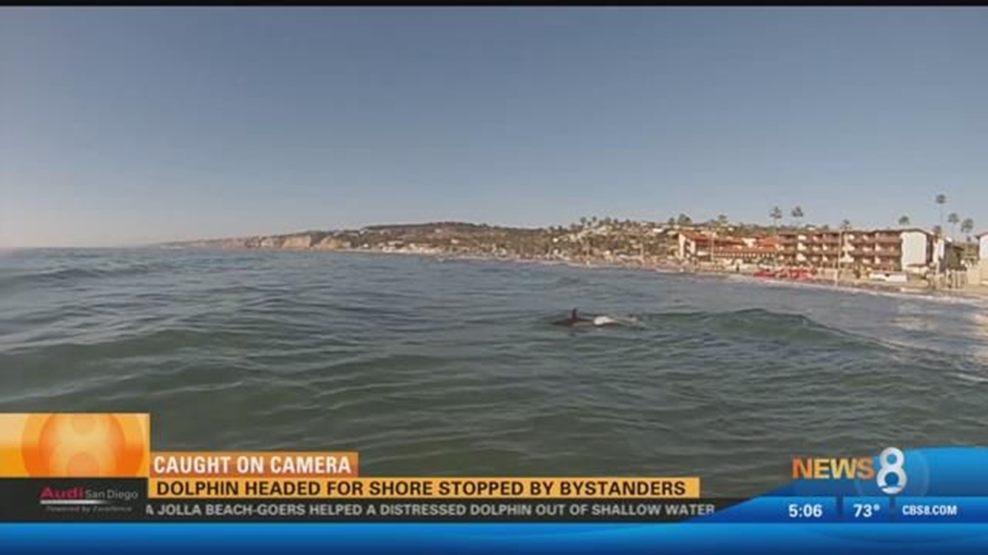 Dolphins 'Stampede' off SoCal Beach – NBC 7 San Diego