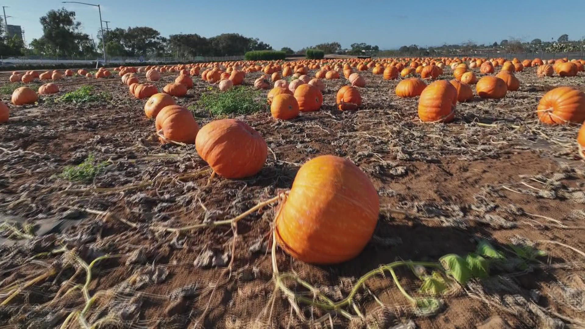 Drone video over the Carlsbad Strawberry Company's Pumpkin Patch