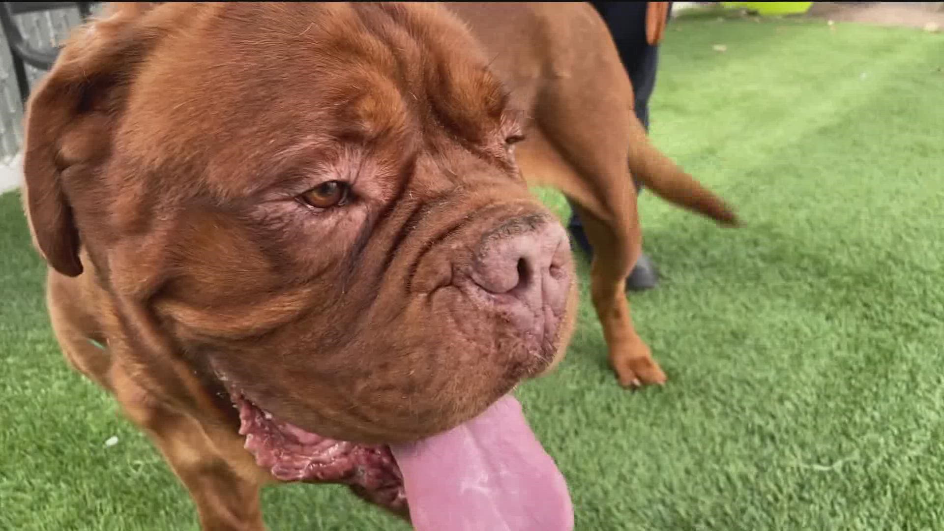 Back in July, a 4-year-old Dogue De Bordeuax was on the brink of death but is now better, according to the San Diego Humane Society.
