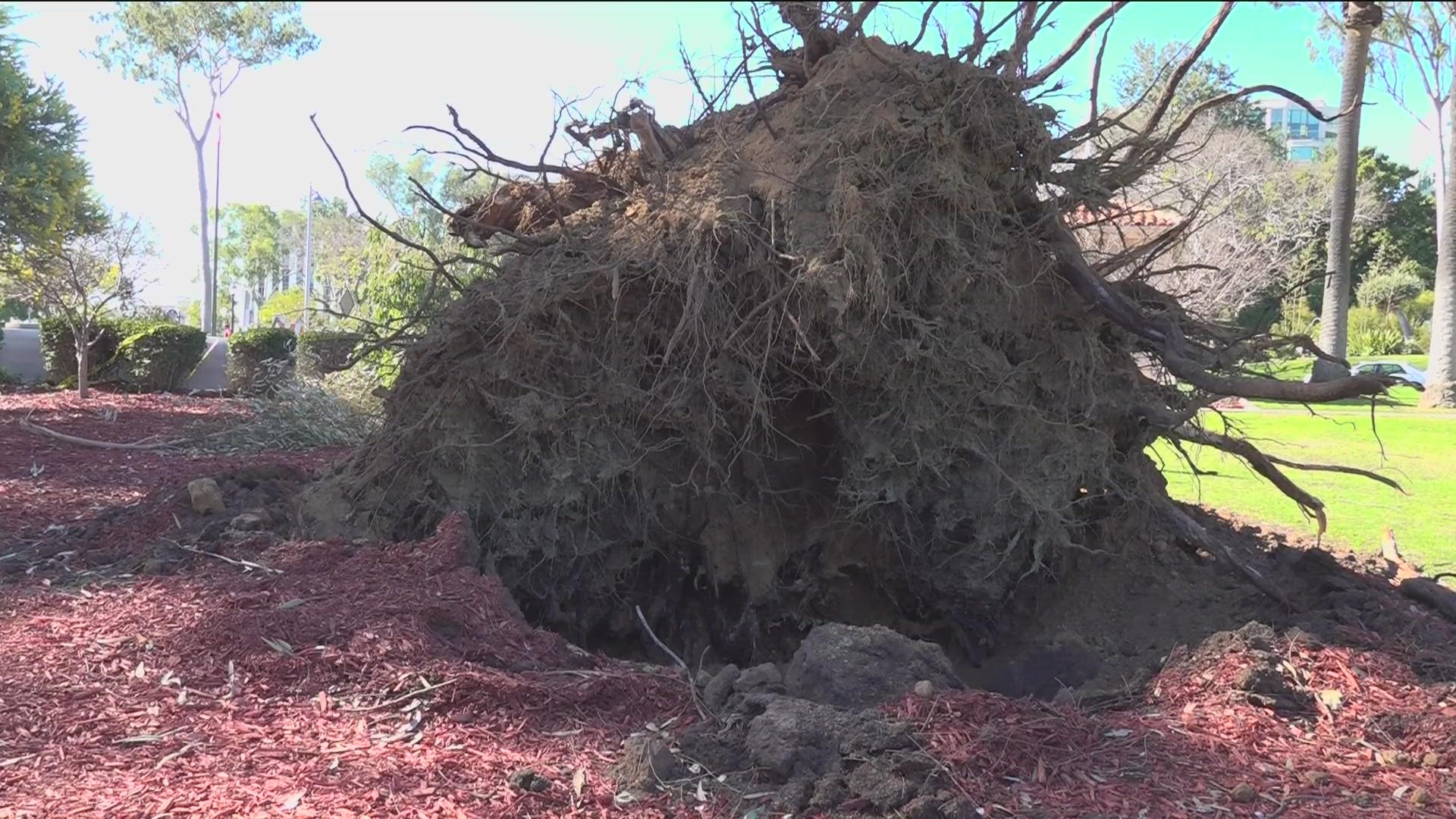 CBS 8 is Working For You to learn more about the previously ignored reports of decaying trees that toppled during this week's wind event.