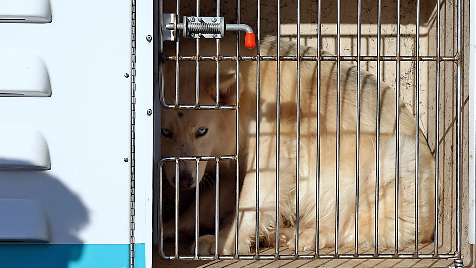 San Diego Humane Society has more dogs in its care than ever before. Here's how you can help