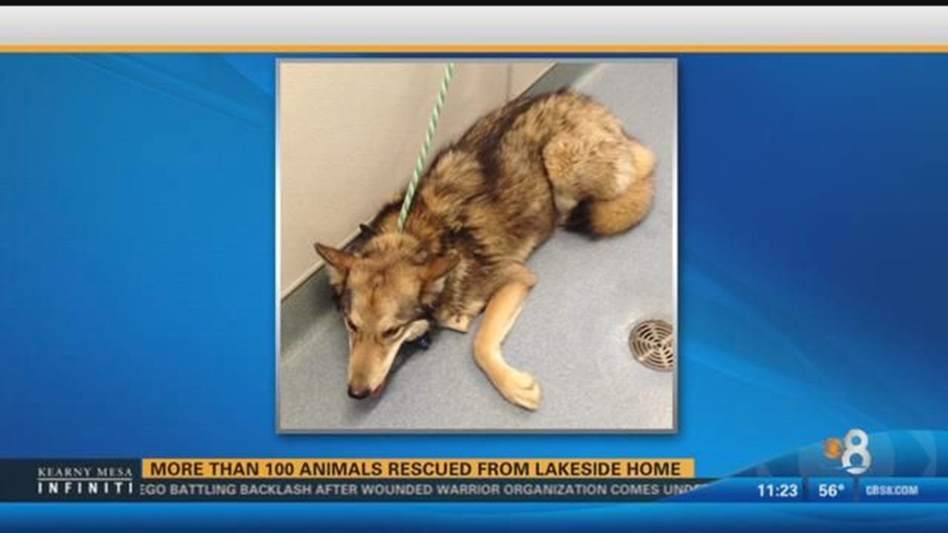 More than 100 animals rescued from Lakeside home | cbs8.com