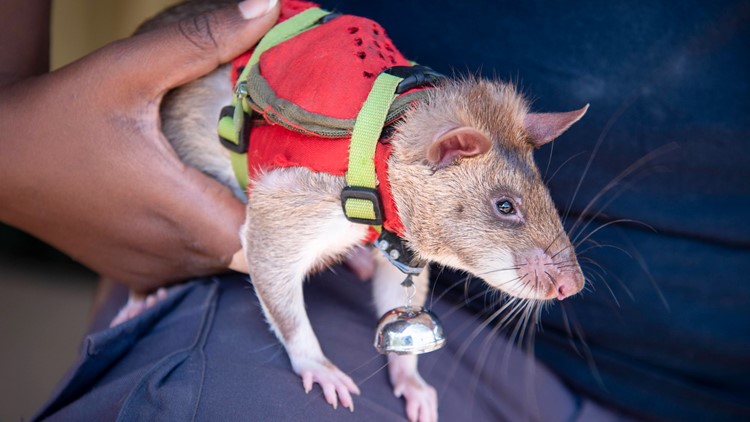 How giant rats could lead the charge in preventing wildlife trafficking and landmine detection