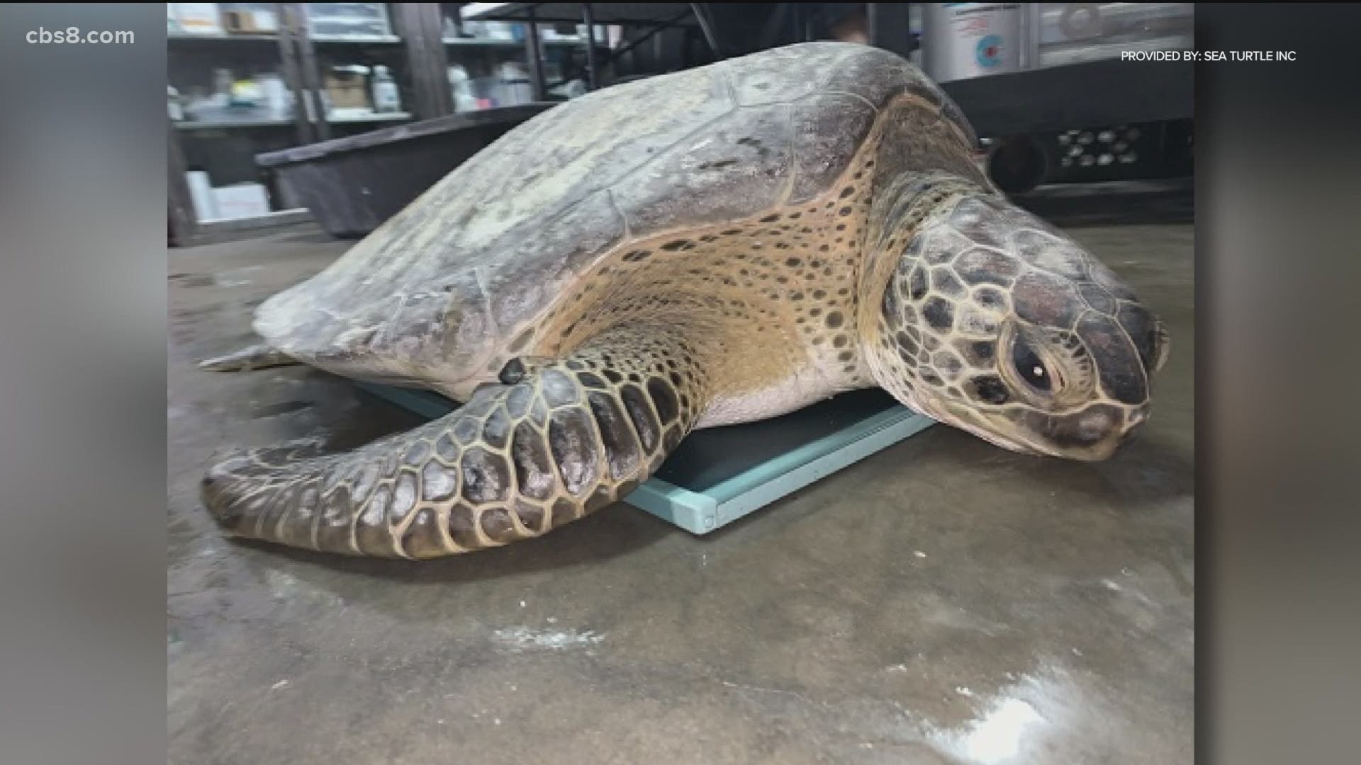 After dangerously cold temperatures moved through the southern United States, Starship, that last remaining turtle, should be ready for release in the coming weeks.