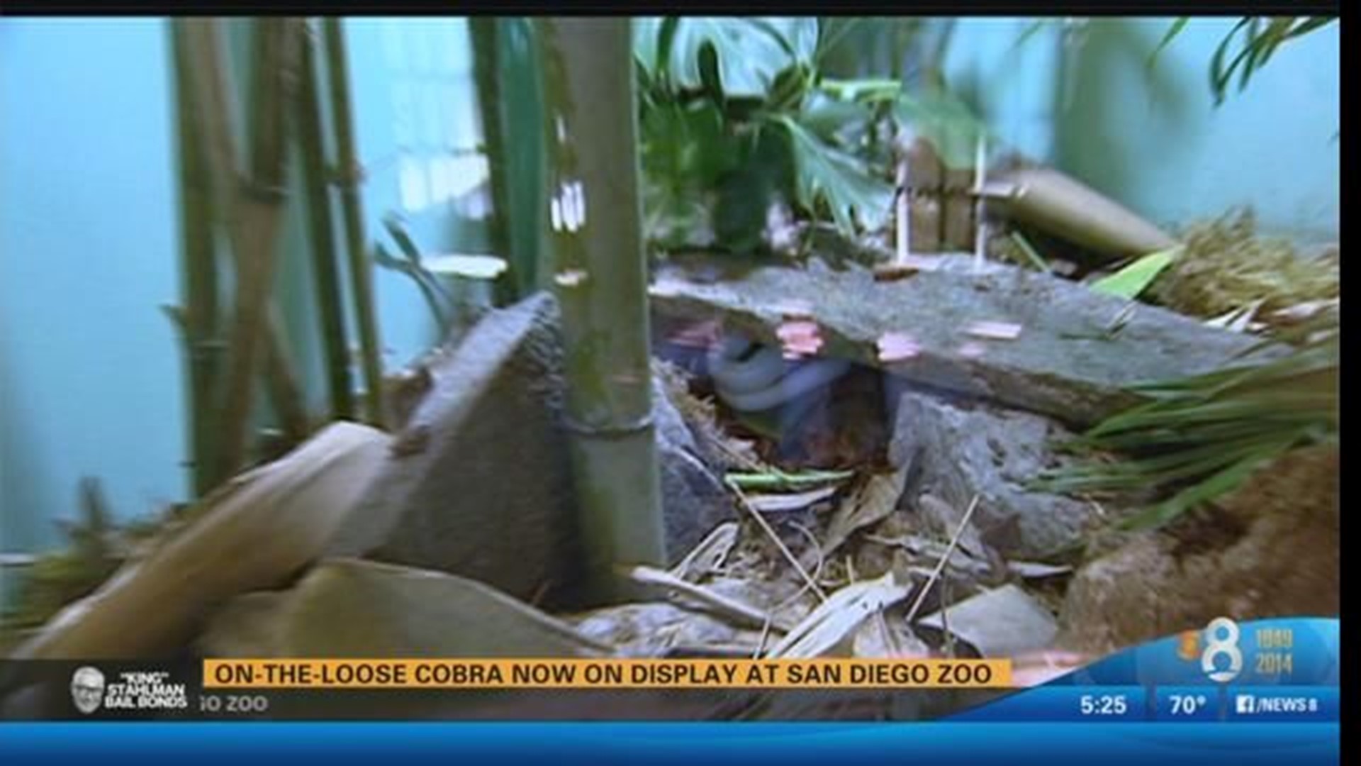 King Cobra  San Diego Zoo