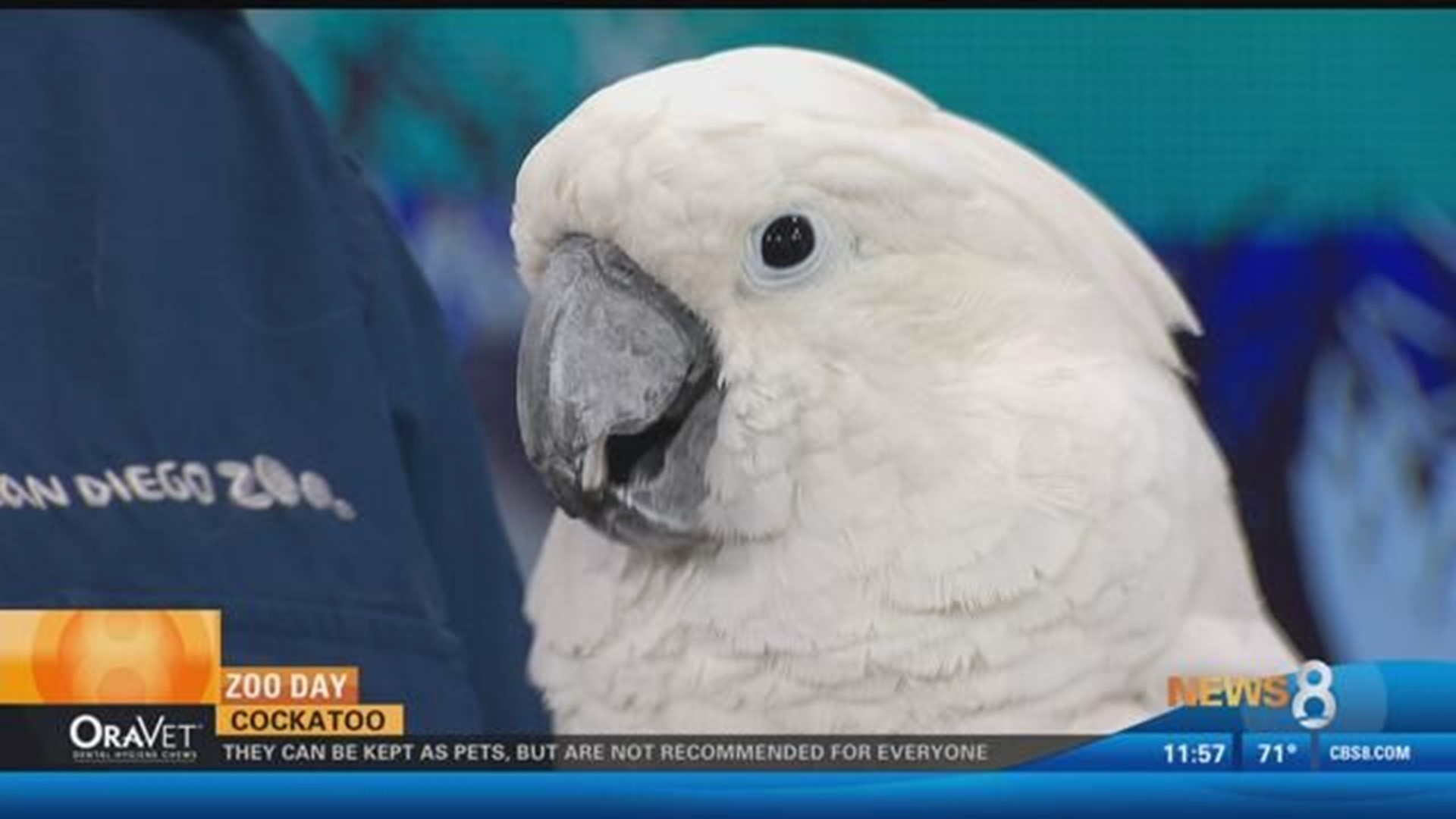 Zoo Day: It's the Cockatoo 