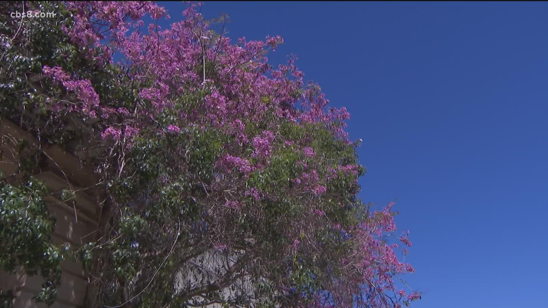 If your allergies feel like they are getting worse lately, researchers say climate change may be to blame with rising temperatures making allergy seasons longer.