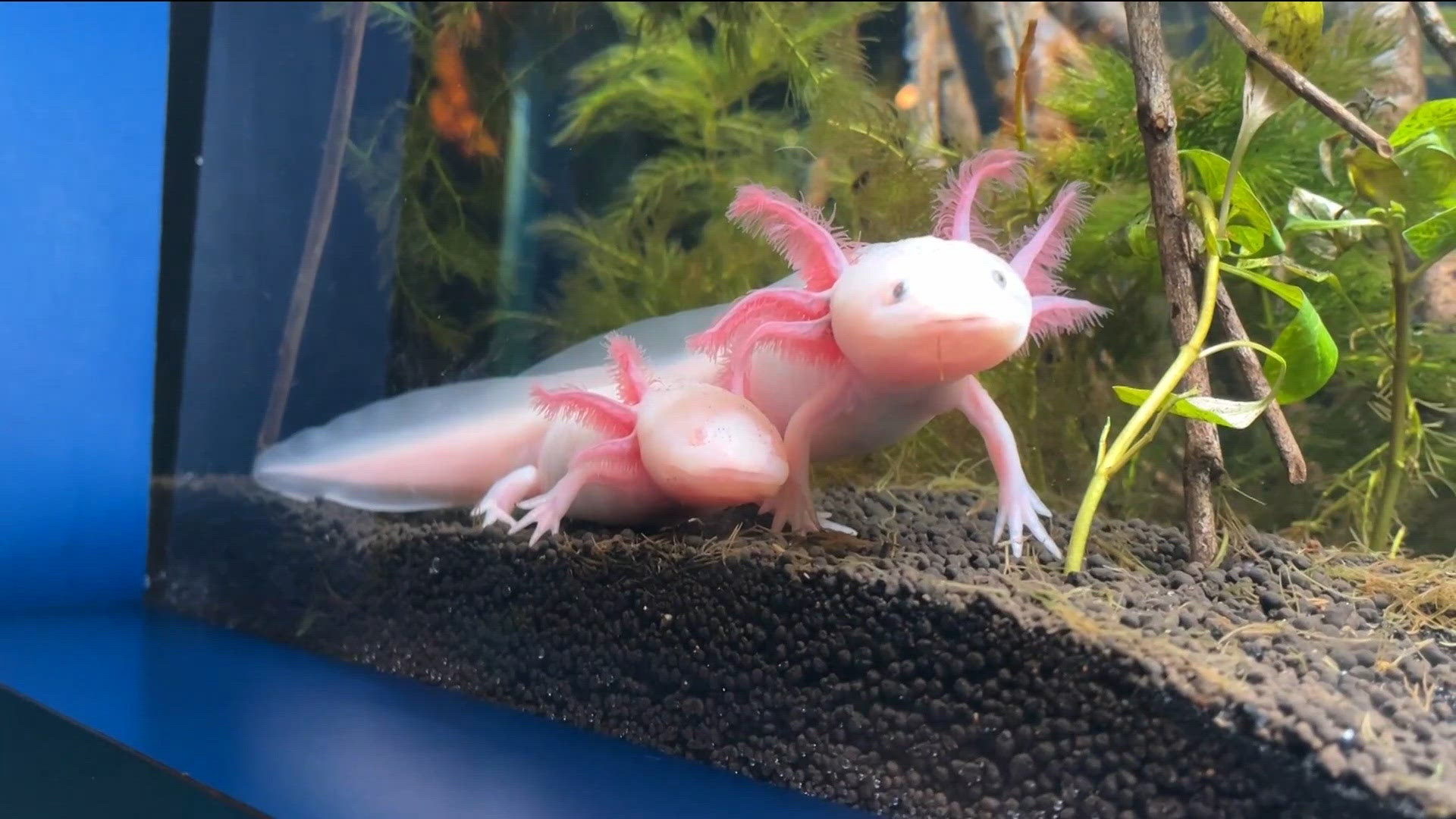 Critically endangered axolotl takes center stage at Birch Aquarium exhibit in La Jolla