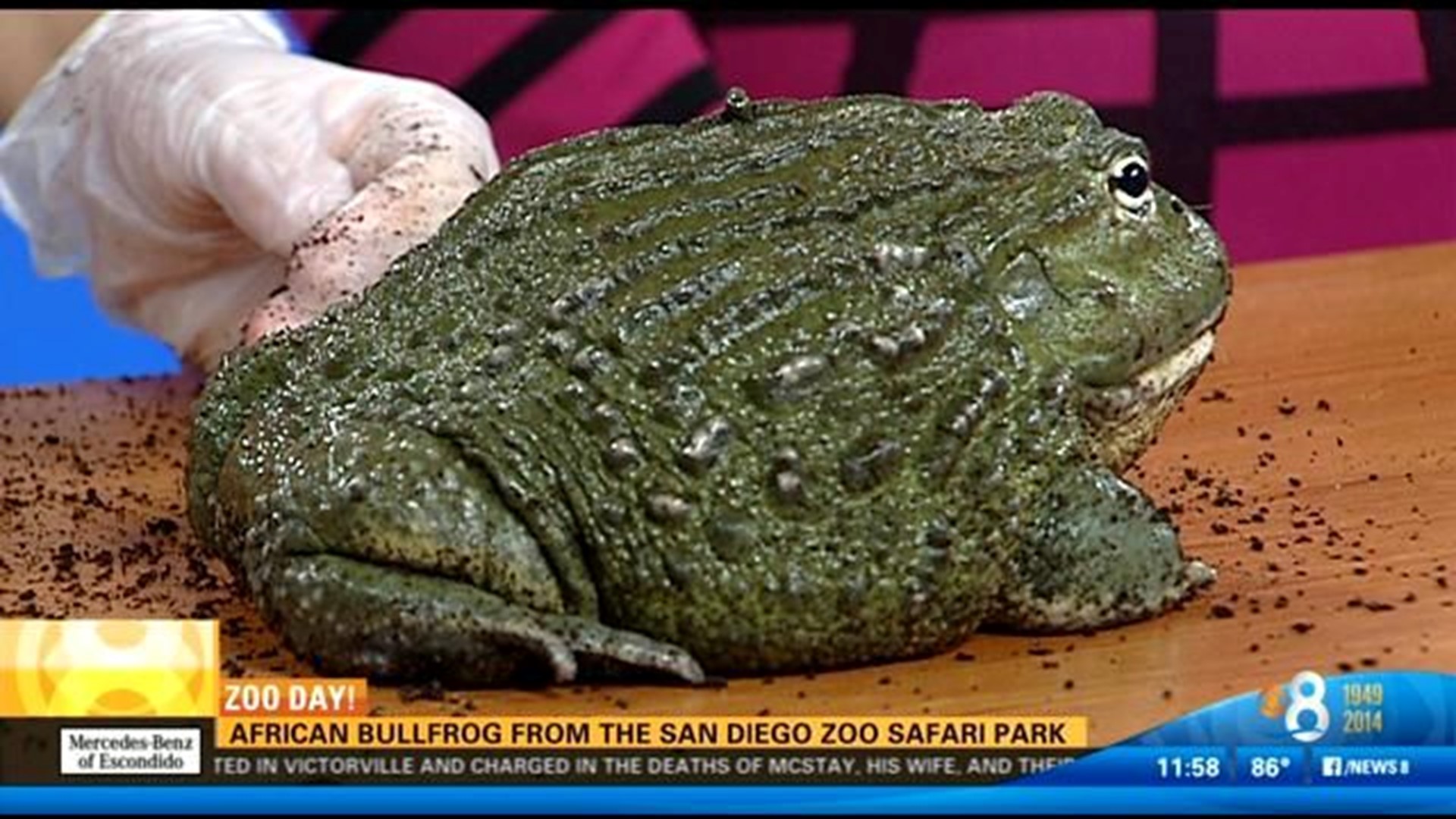 Zoo Day African bullfrog