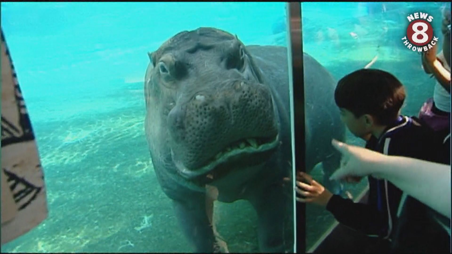 October 27, 2010   The internet strikes again...
  this time making an overnight sensation out of a hippopotamus at the San Diego Zoo.