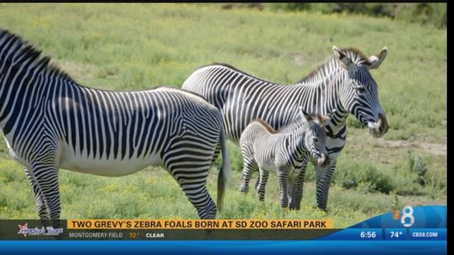 Baby Zebra Learns to Use Legs at San Diego Zoo Safari Park 