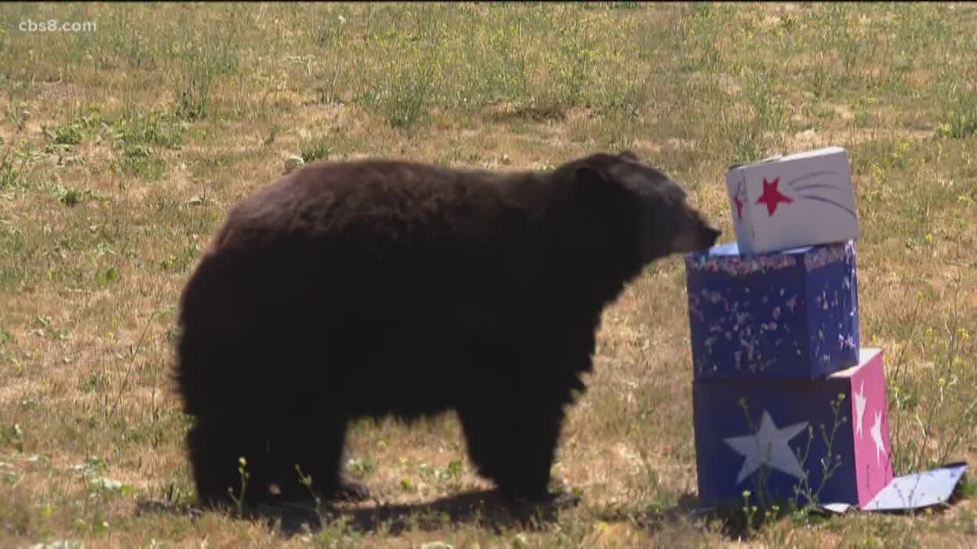At a special East County birthday party Friday, it was watermelons and red, white and blue. That is because it has been ten years since the Lions, Tigers and Bears Sanctuary rescued Liberty the bear.