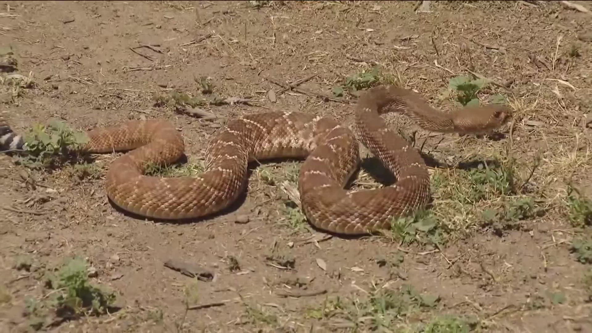 "We had seven calls Sunday, five on Saturday. I'm sure we'll have many today," said snake wrangler Bruce Ireland.