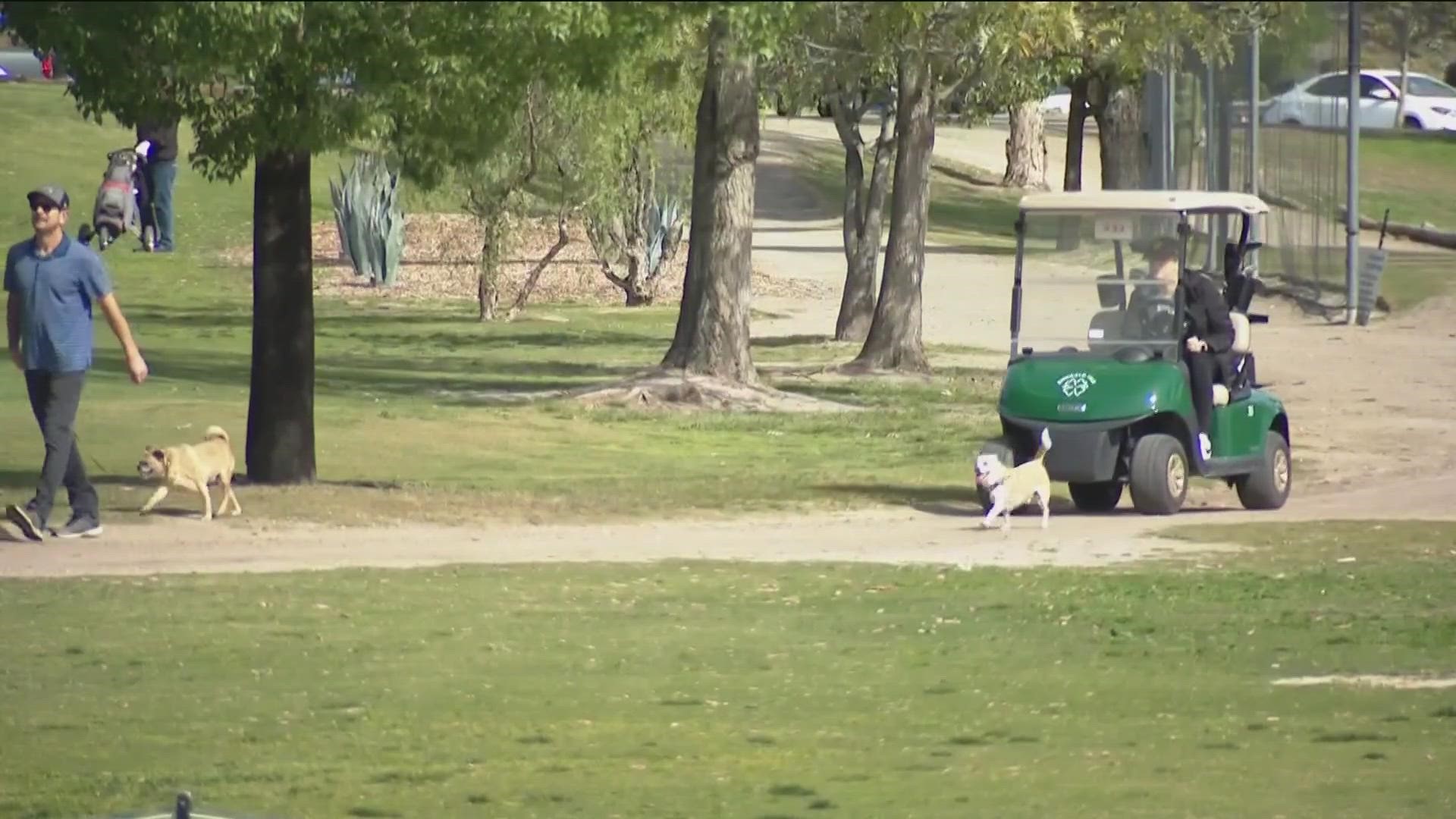 Two Oceanside golf courses allow dogs to play with their owners cbs8