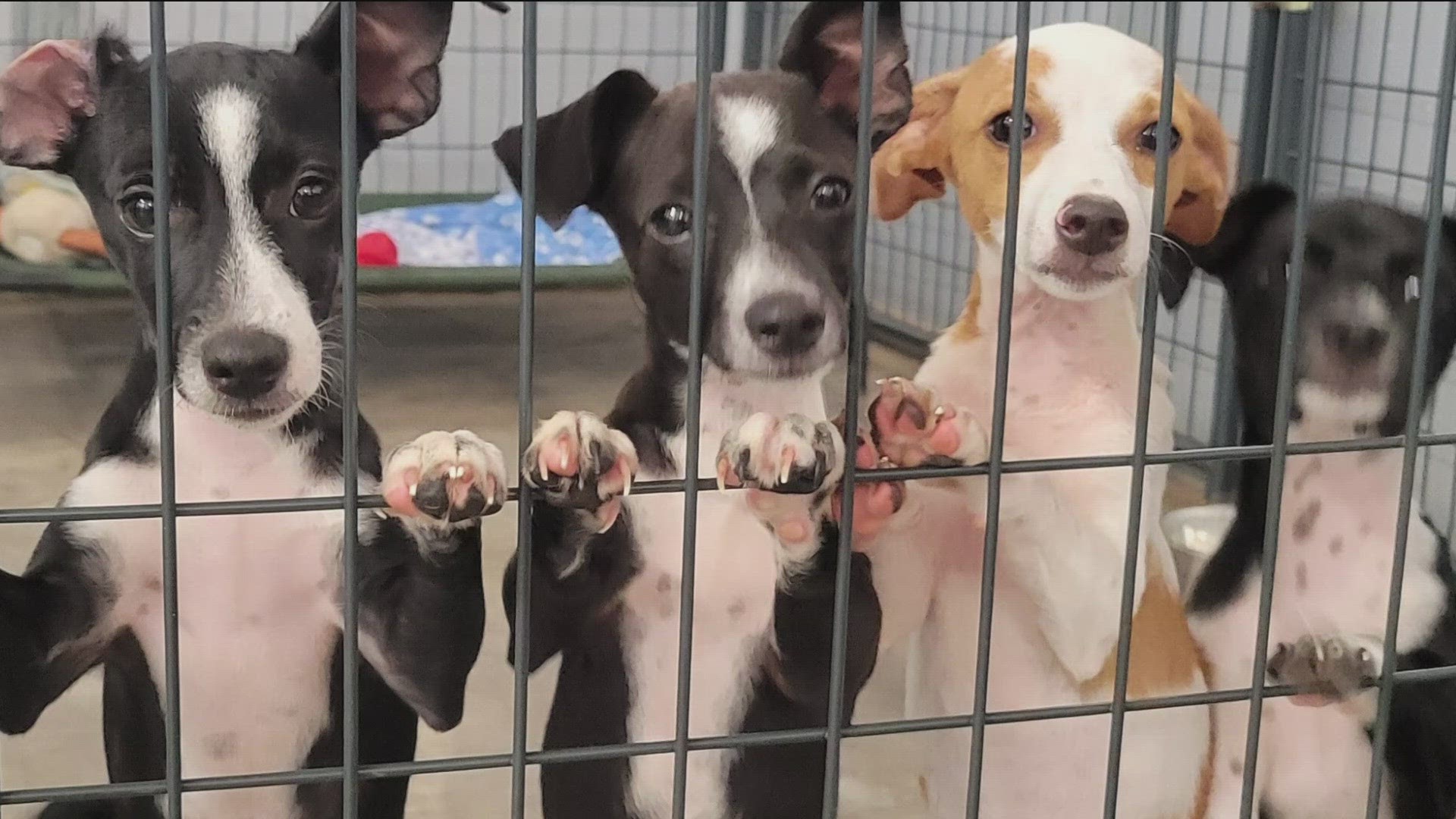 In addition to helping the pets find homes on the mainland, the move will also free up shelter space in the hard-pressed Hawaiian animal shelters.
