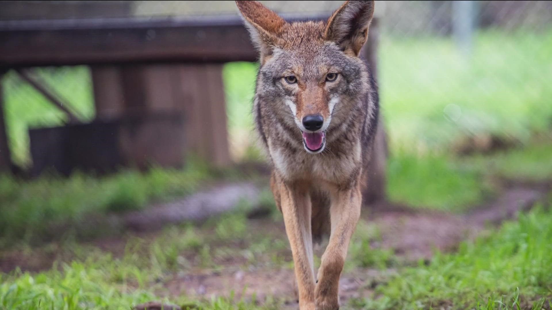 January-March is breeding season for coyotes, which may result in higher sighting reports.