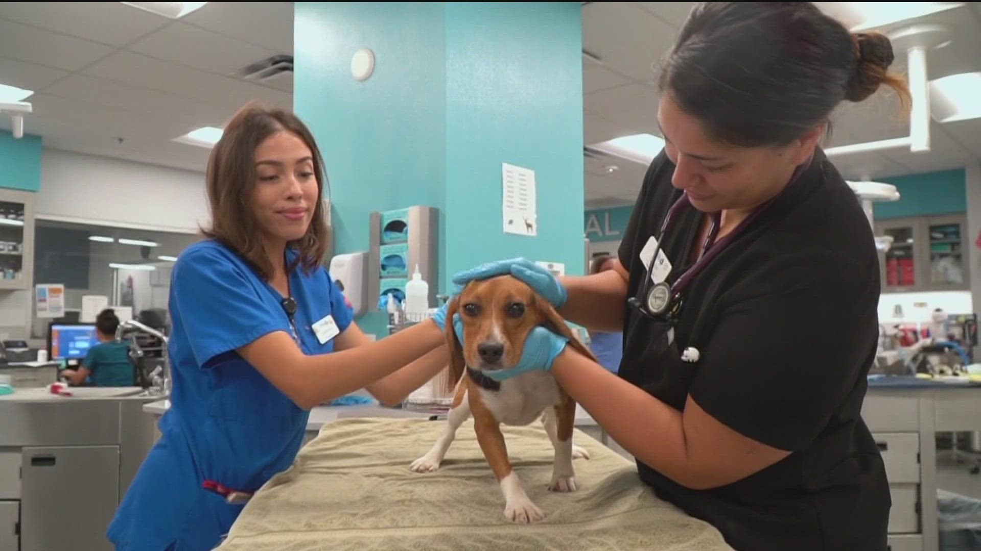 The 108 beagles that the San Diego Humane Society rescued recently from a Virginia-based company, were headed for a life of suffering in laboratories.