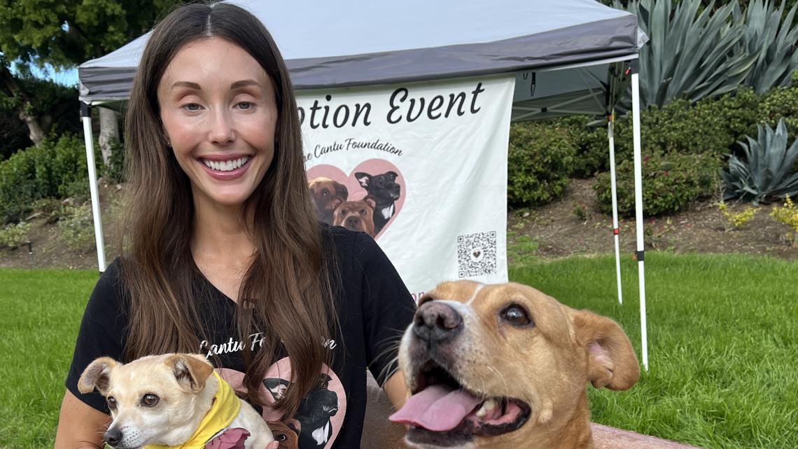 Local nonprofit rescues street dogs in Mexico, seeks volunteers and adoptive families