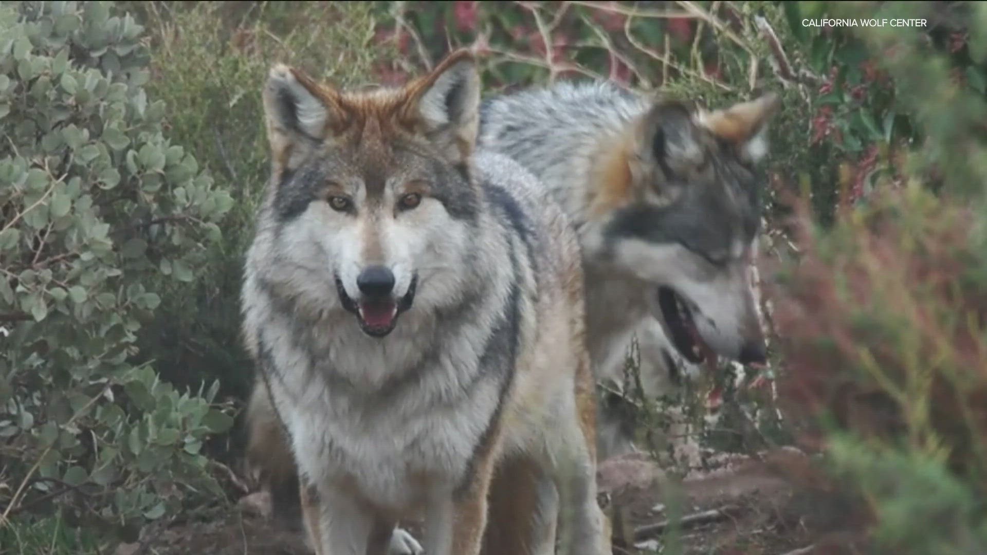 Last week, 23 Mexican gray wolves roamed the California Wolf Center in Julian. But for young males in a pack, even these hills can get crowded.
