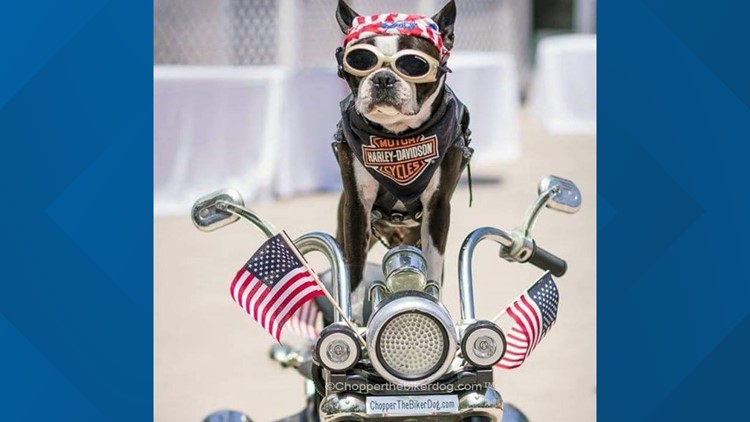Beloved San Diego canine, Chopper the Biker Dog, has passed away
