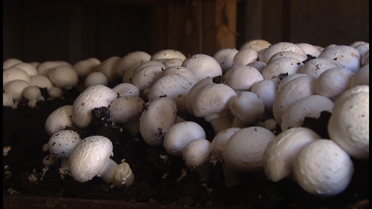 Farmers donating fresh produce to Feeding San Diego, including organic Escondido mushroom farm