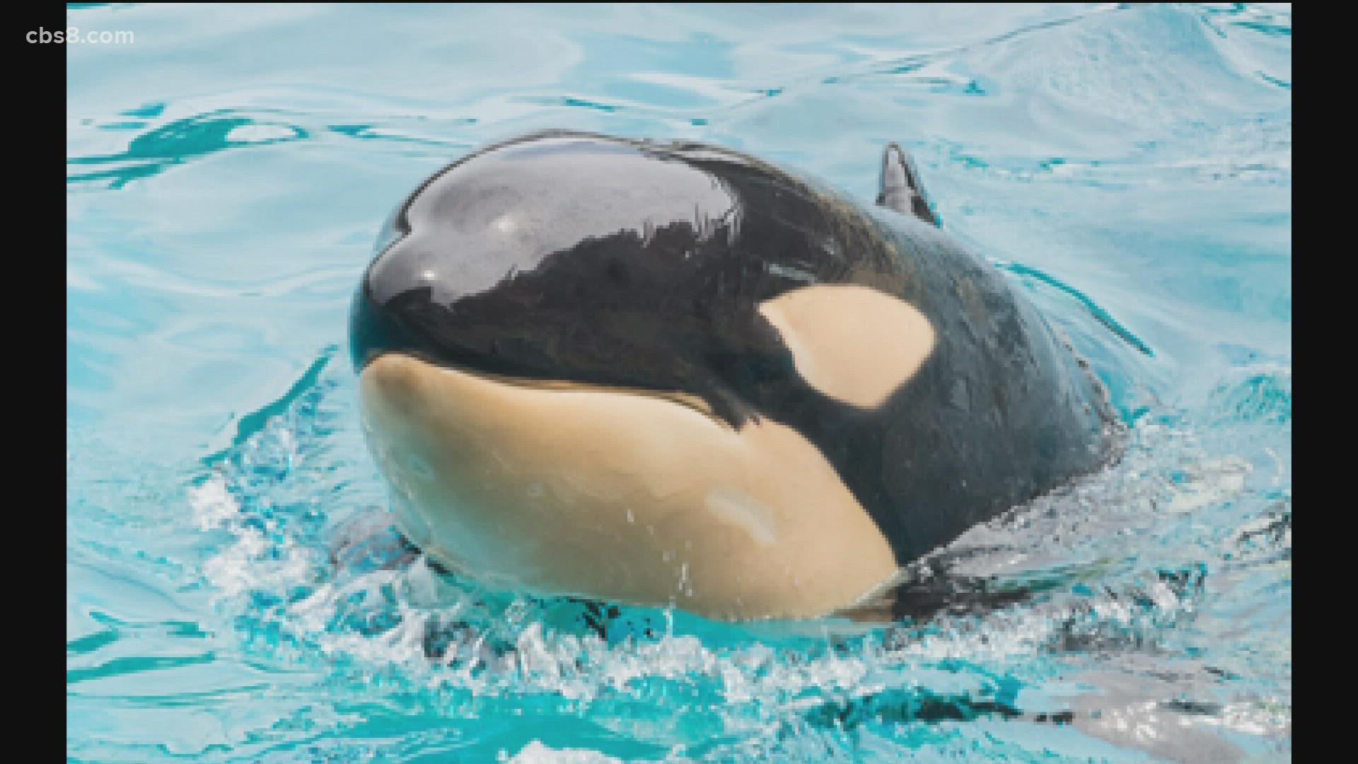 Amaya began showing signs of illness on Wednesday, and animal care specialists and veterinarians began treating her immediately, SeaWorld said in a statement.