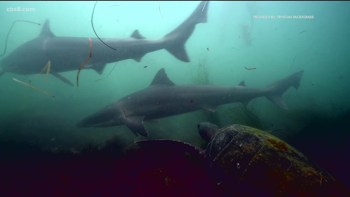 Rare soupfin shark caught and saved by Dana Point captain famous for  disentangling great white shark in surf line – Orange County Register