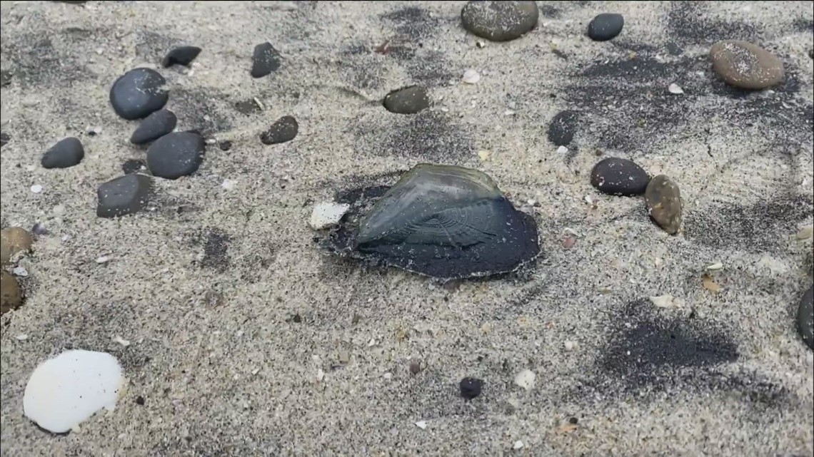 What are the blue looking blobs washing up on San Diego beaches? | cbs8.com