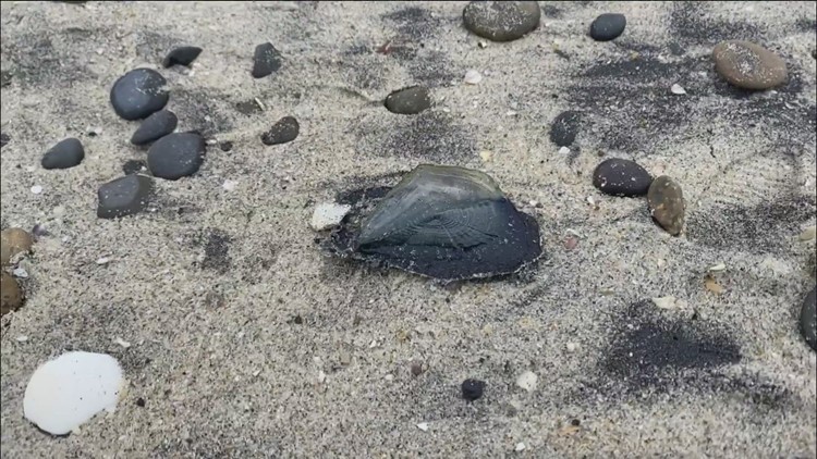 What are the blue looking blobs on San Diego beaches?