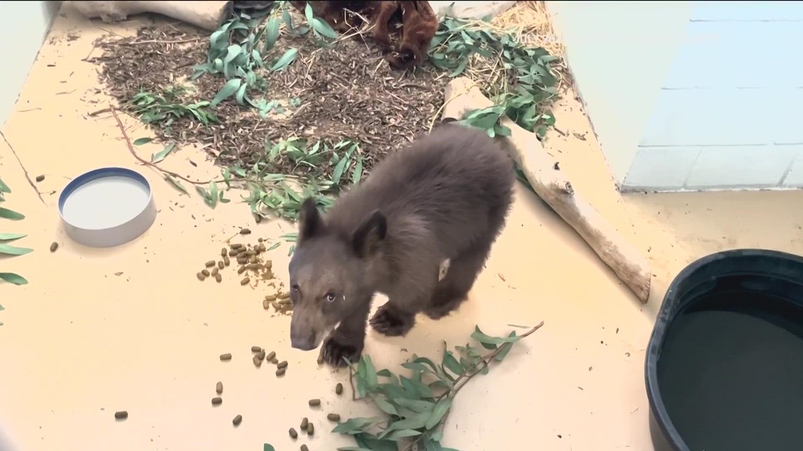 A newly orphaned black bear cub joins several other cubs at Ramona Wildlife Center