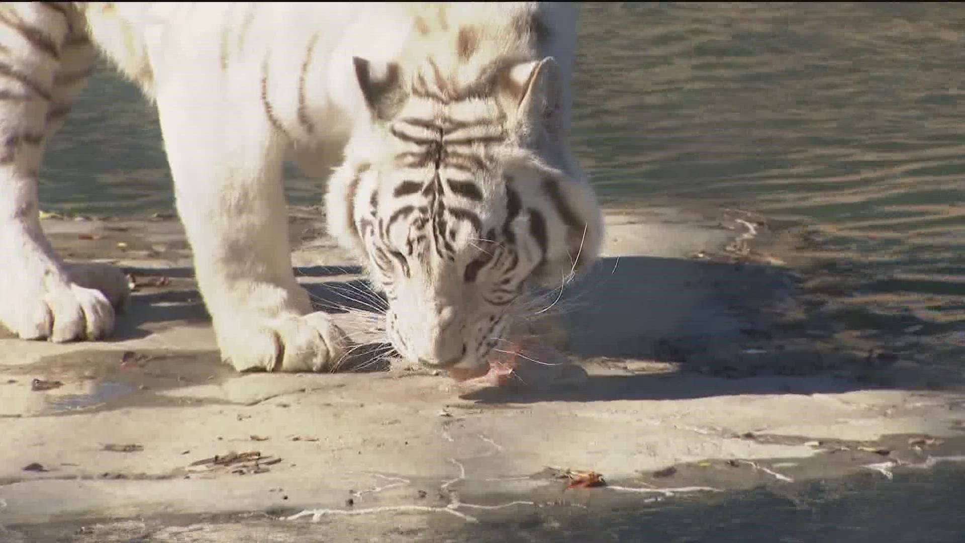 Meet Dash, the Wildcat Sanctuary's First-Ever Newborn Tiger Cub -  Mpls.St.Paul Magazine