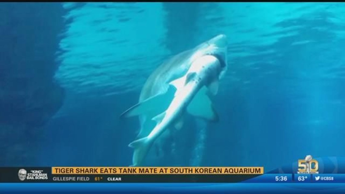 Tiger shark eats tank mate at South Korean Aquarium | cbs8.com