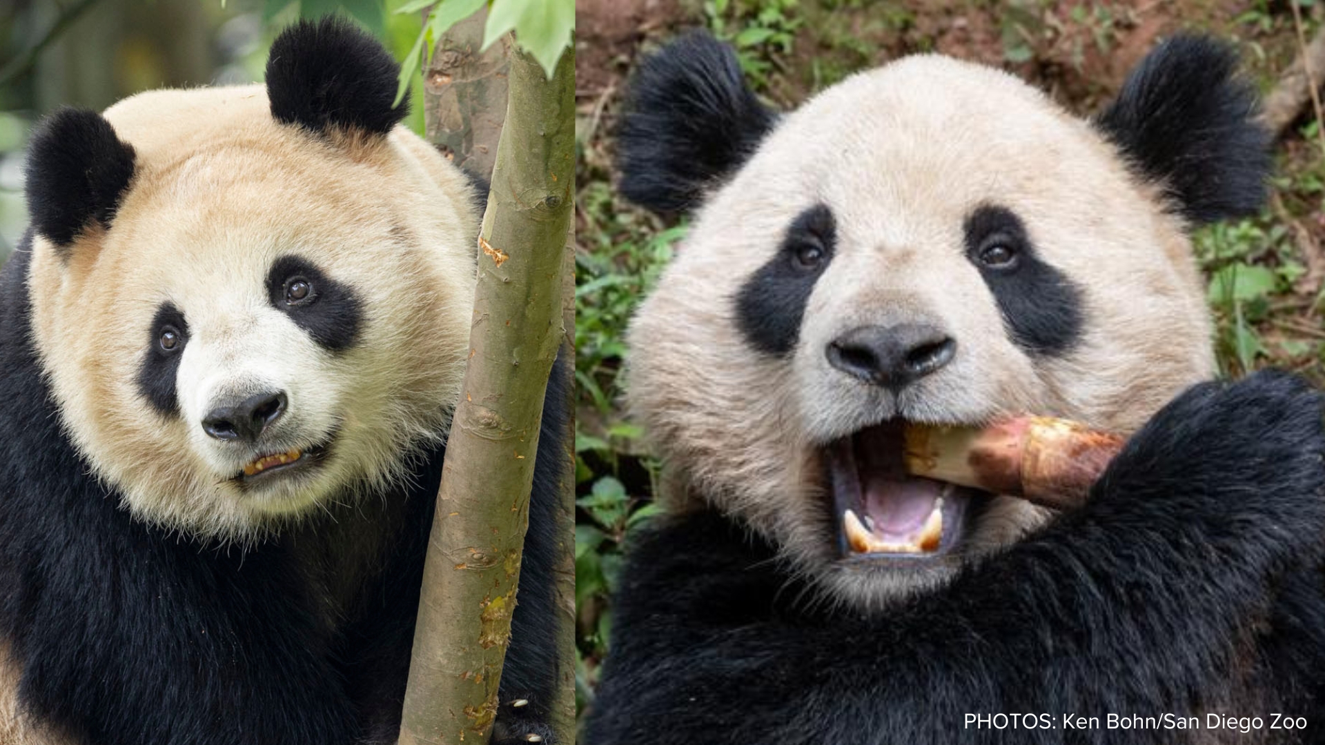 The pandas are expected to arrive in San Diego sometime this summer. The zoo has not hosted pandas since 2019.