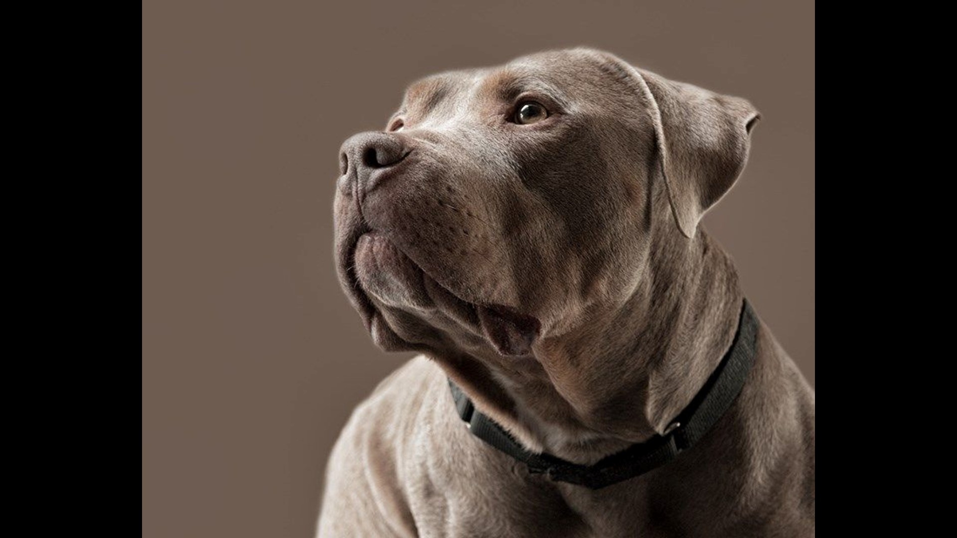 Floyd The Staffy Need You Now