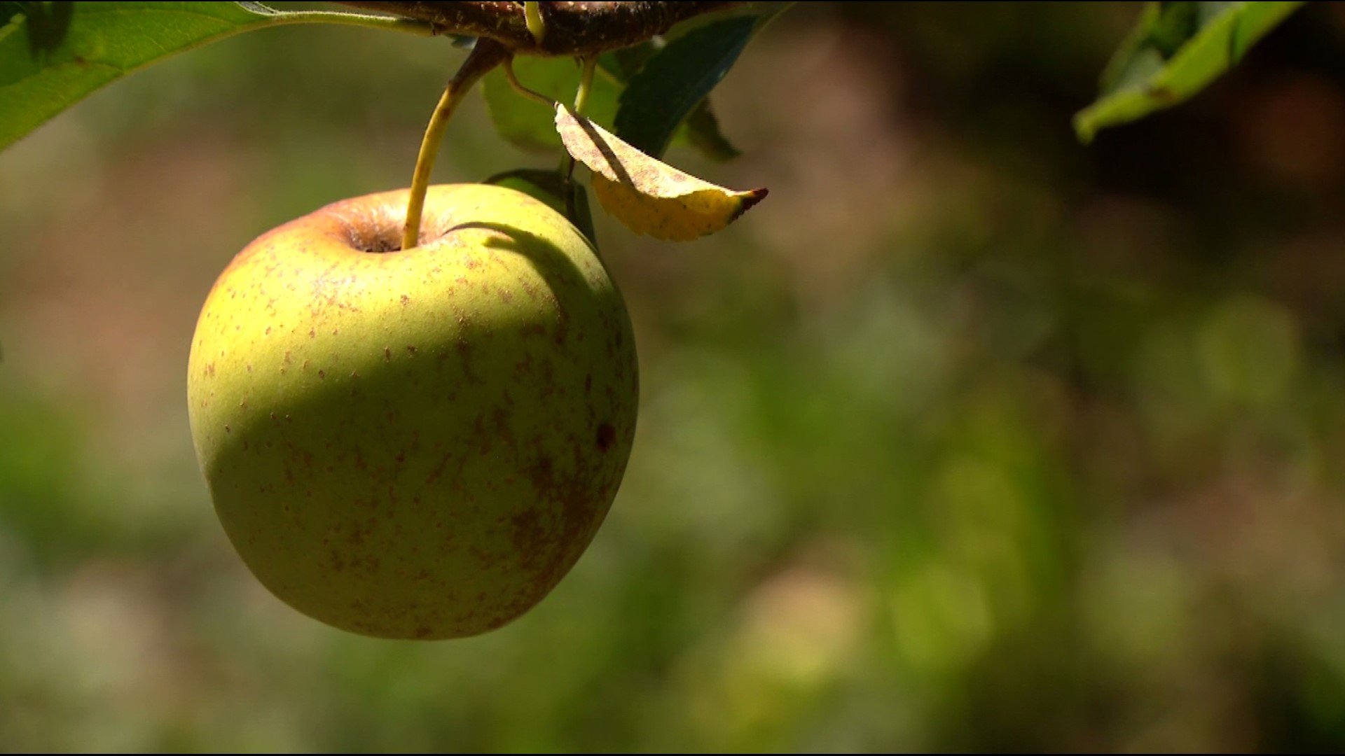 Fall is in the air and that means it's time to pick apples at Julian orchards.