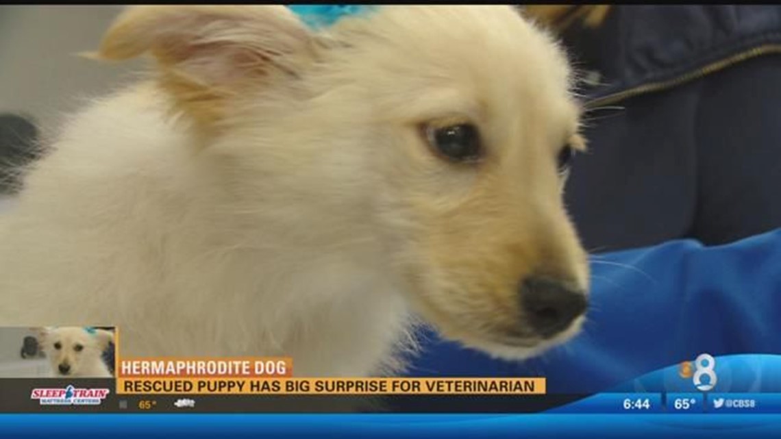 Hermaphrodite Dog Rescued puppy has big surprise for veterinarian