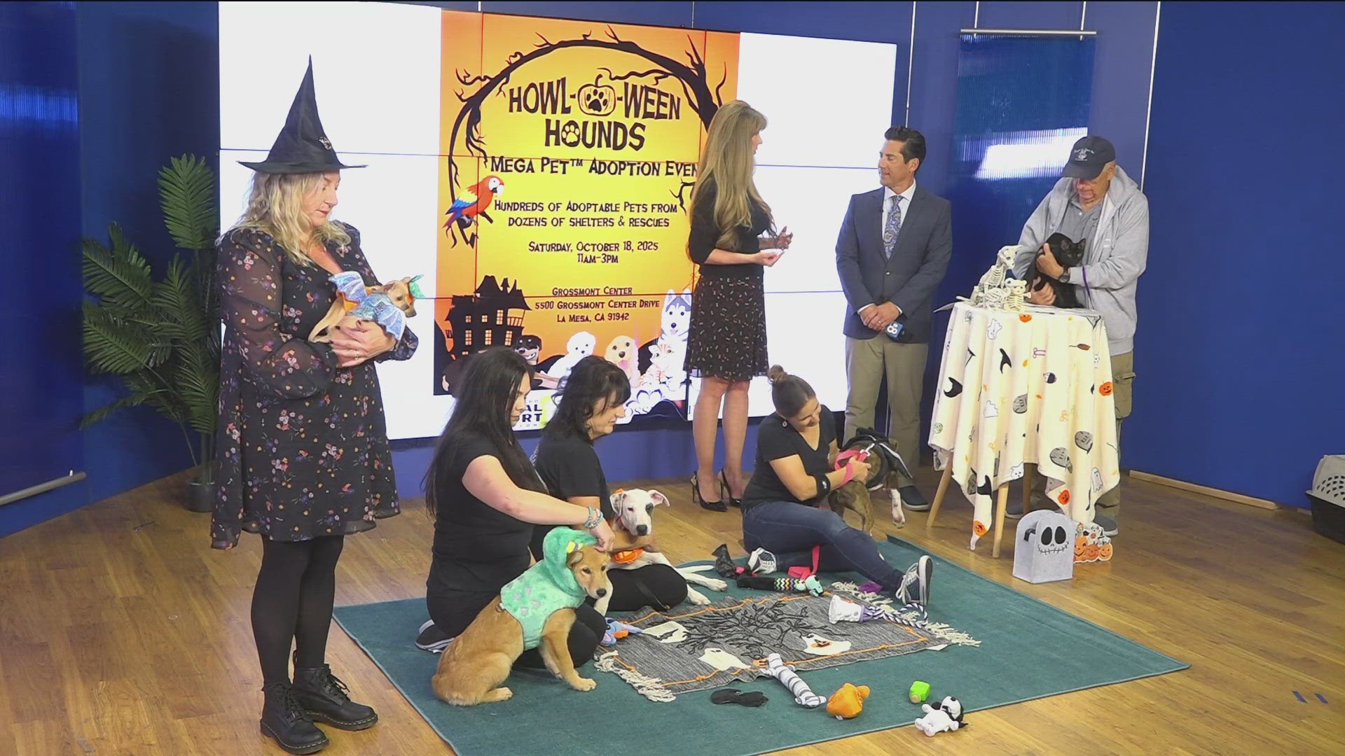 san-diego-animal-support-foundation-s-mega-pet-adoption-event-this