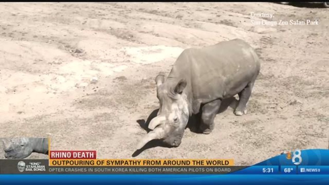 Outpouring of sympathy after Nola the white rhino dies | cbs8.com