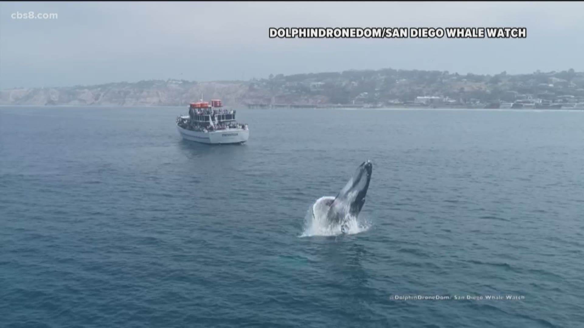Check out this incredible video captured by Domenic Biagini, who works for San Diego Whale Watch, of a humpback whale breaching near the Scripps Pier in La Jolla.