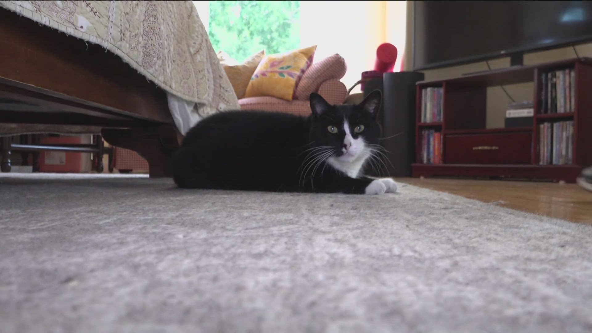 A local family canceled their pet insurance after they were billed nearly triple the amount, due to a state legislature. 