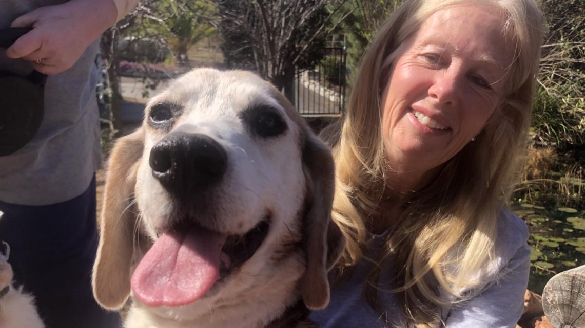 Senior Girl Finally Finds Her Way Home — Helping Hounds Dog Rescue
