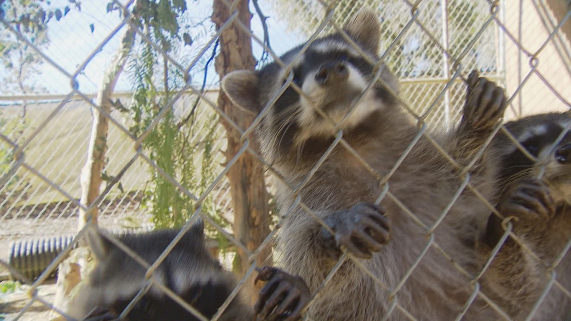 Project Wildlife helping raccoons get on their feet and back into the wild