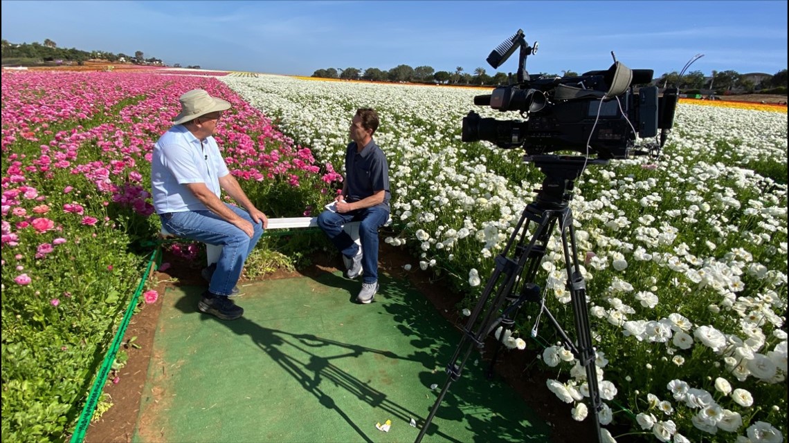 The Flower Fields - Wikipedia