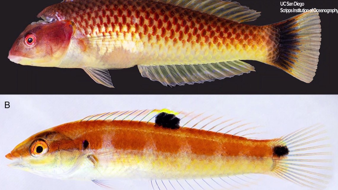 Nuevo pez descubierto en aguas mexicanas