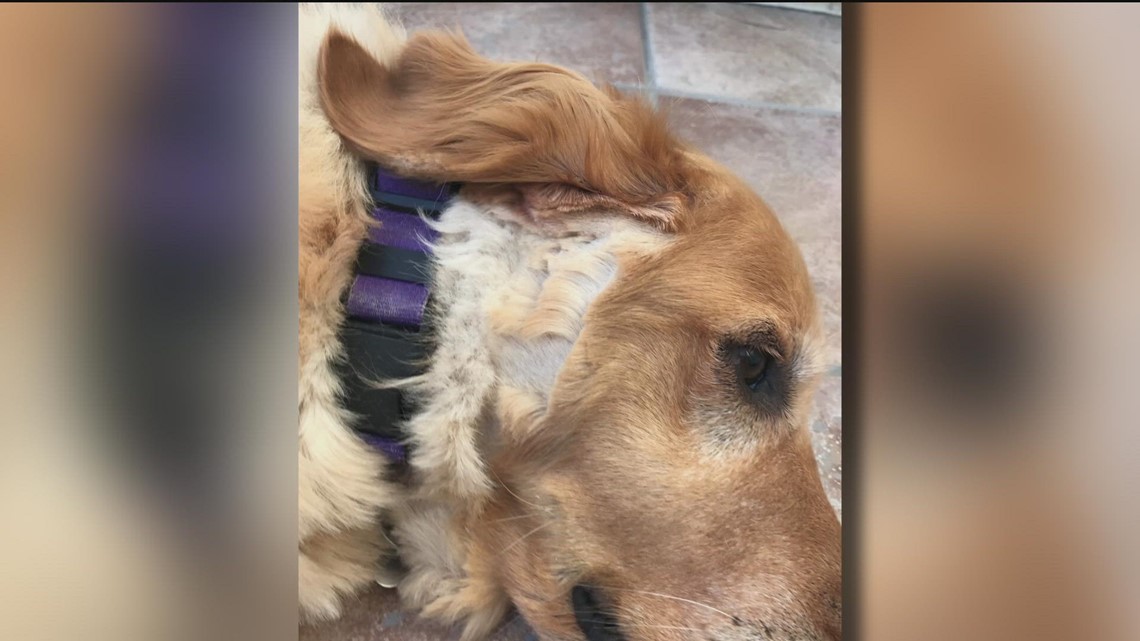 'I don’t even want to think about what happened in that van' | San Diego mobile dog groomer receives backlash