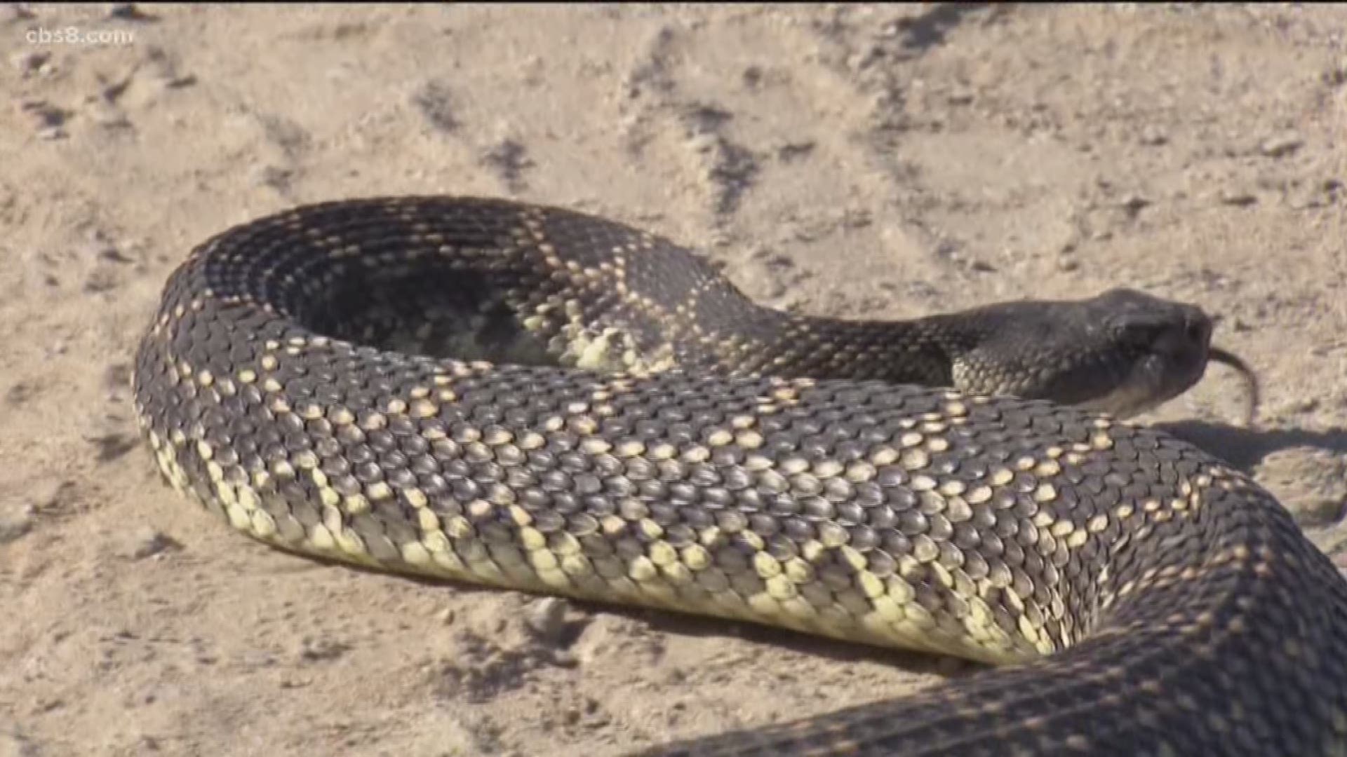 In Monday’s VERIFY report, News 8’s Shawn Styles spoke with a snake expert to find out how snakes are dealing with the heat.