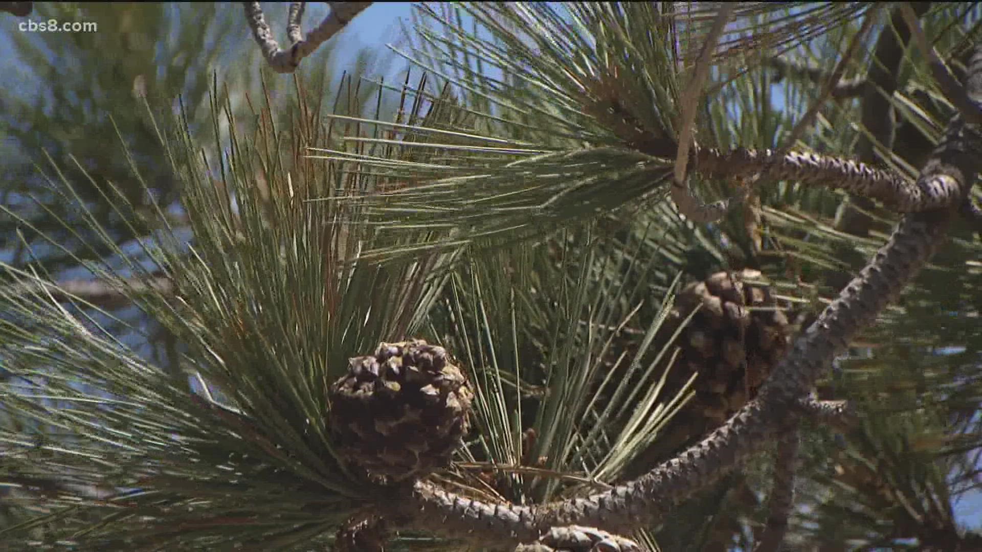 Emily Tianshi has been researching the pine for years and now stars in a short documentary.
